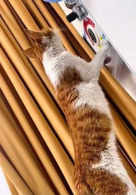 該隻貓咪發現女子點滴快打完時，竟然還攀到牆上按呼叫鈴，幫她通知護理師更換，此舉也為自己贏來終生飯票。（圖／椒點視頻）