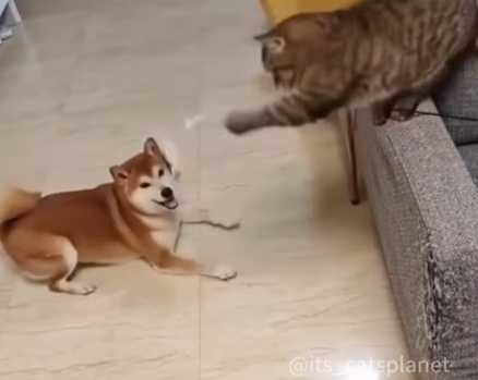 逗貓棒被貓拿來逗狗。(圖/翻攝自臉書)