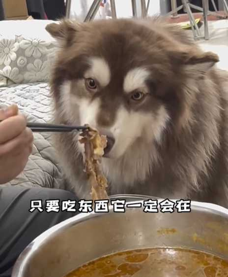 自律狗跟不自律狗的差別。（圖／翻攝自臉書）