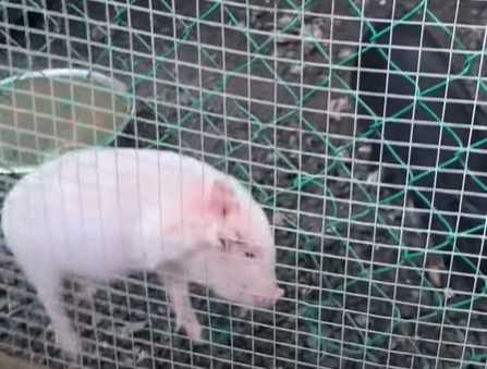 小豬化身「Spider Pig」。(圖/翻攝自臉書)