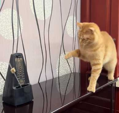 貓咪遇到節拍器不斷狂震，被網友笑稱在跳機械舞。（圖／翻攝自臉書）