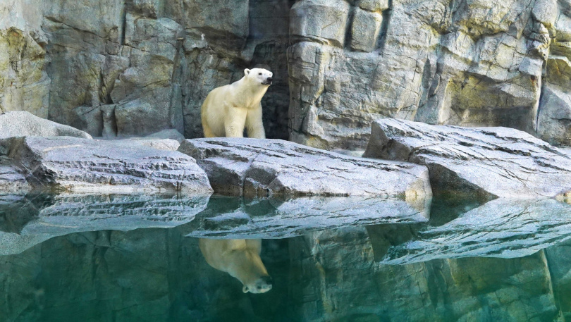 男鹿水族館GAO的人氣明星北極熊。（圖／魏妤靜攝）