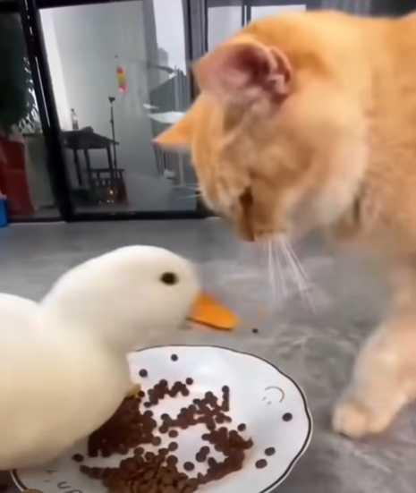 貓咪與鴨子互揍。（圖／翻攝自臉書）