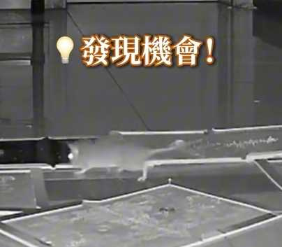 老鼠成功越過黏鼠板。(圖/翻攝自臉書)
