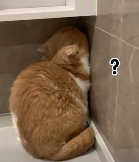 貓咪怕陌生人，各種躲藏畫面。（圖／翻攝自臉書）