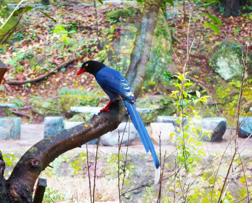 陽明山國家公園生態豐富，有機會遇上台灣藍鵲。（圖／陽明山公園國家管理處提供）  