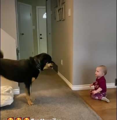 嬰兒與羅威納犬的邂逅。（圖／翻攝自臉書）