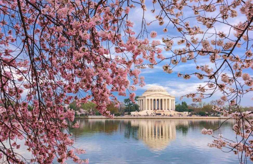 趁著華盛頓櫻花節可至潮汐湖欣賞櫻花美景。