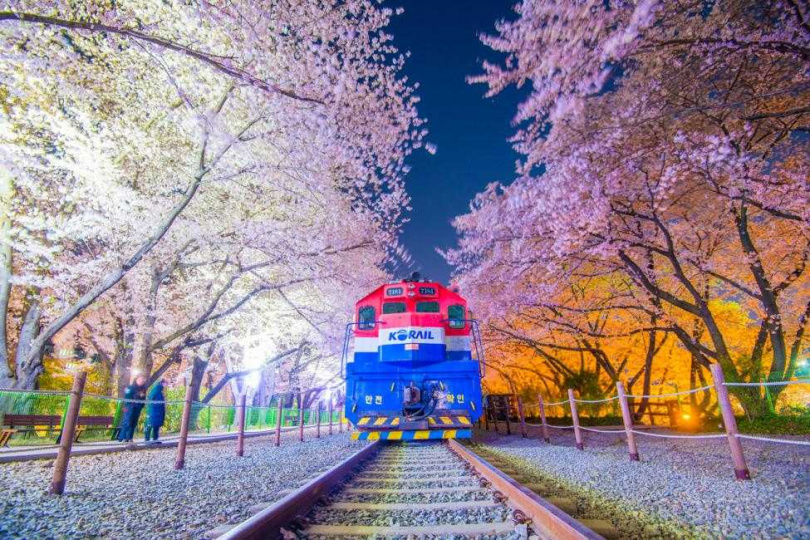 韓國最大的櫻花節慶典「鎮海軍港節」。