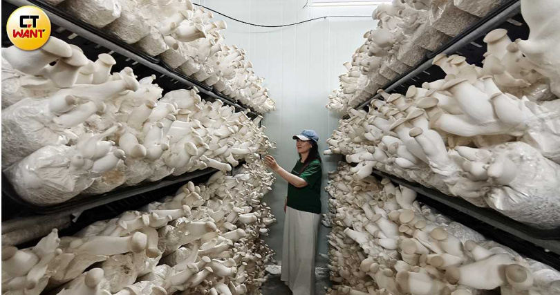 近兩年圃圃豐農場開始開放民眾前往進行採菇體驗,只見有機杏鮑菇一字排開相當壯觀。(圖/魏妤靜攝)