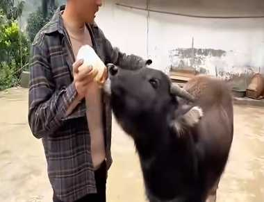 一隻水牛被主人當成寵物在養。（圖／翻攝自臉書）