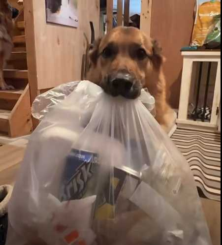 狗狗叼著垃圾要主人去丟。（圖／翻攝自臉書）