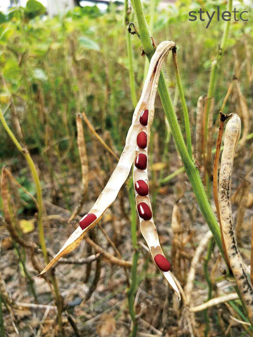 「久盛農場」的紅豆採取自然完熟方式乾燥採收。（圖／業者提供）