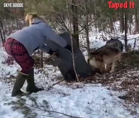 女子幫助大狼脫困。（圖／翻攝自臉書）