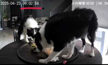 主人哀號，家裡別養邊牧。（圖／翻攝自臉書）