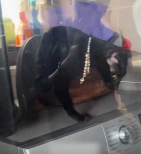 貓咪聽得懂人話,順利從夾縫中脫困。(圖/翻攝自臉書)