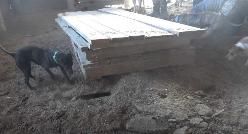 美洲貂與狗狗組成捕鼠大隊。(圖/翻攝自臉書)