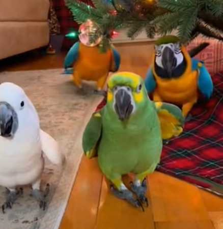 鸚鵡們群起歌唱熱舞。（圖／翻攝自臉書）