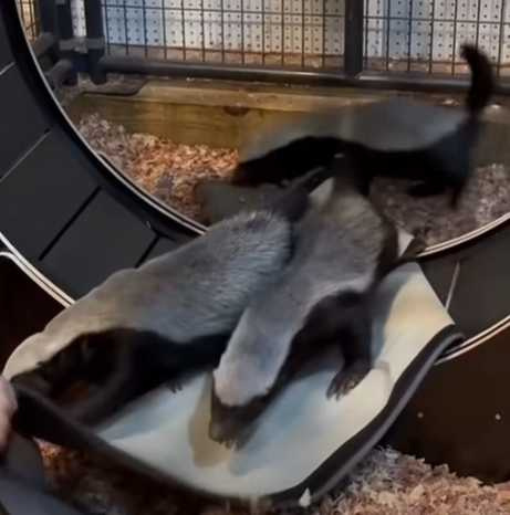 蜜獾拆家。(圖/翻攝自臉書)