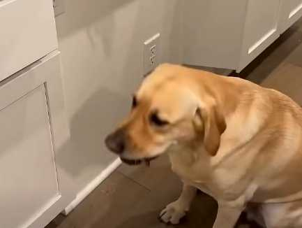 鸚鵡訓狗。（圖／翻攝自臉書）