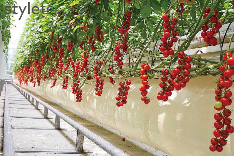 「番茄方舟」會因應客戶需求不停調整種植品種，圖為果皮薄且酸甜分明的「櫻桃串番茄」。（圖／業者提供）
