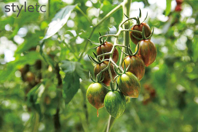 「琥番茄」又名「黛鈺」，有綠寶石的美譽，擁有比牛番茄高3倍的茄紅素。（280元／400g）（圖／業者提供）