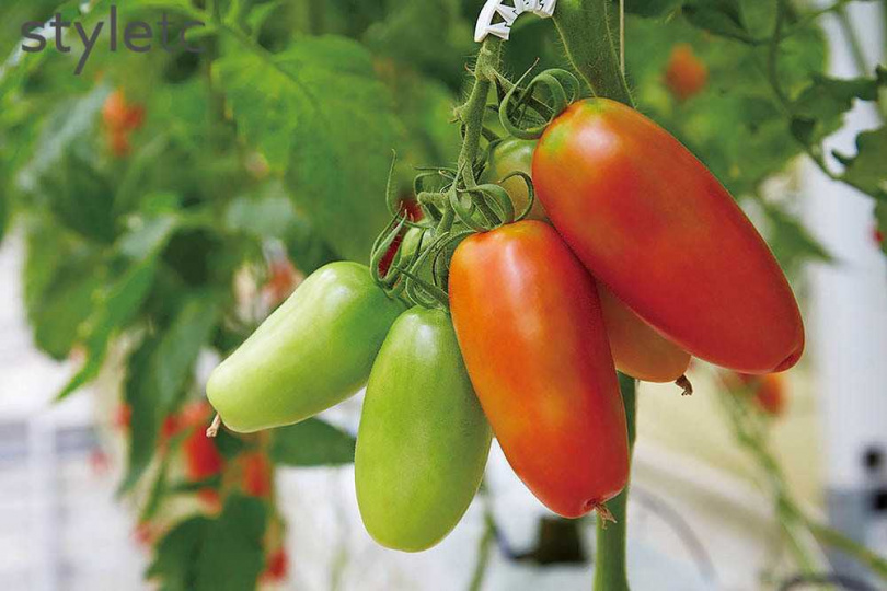 「義大利番茄」主要提供餐廳用於西式料理入菜。（360元／1公斤）（圖／業者提供）