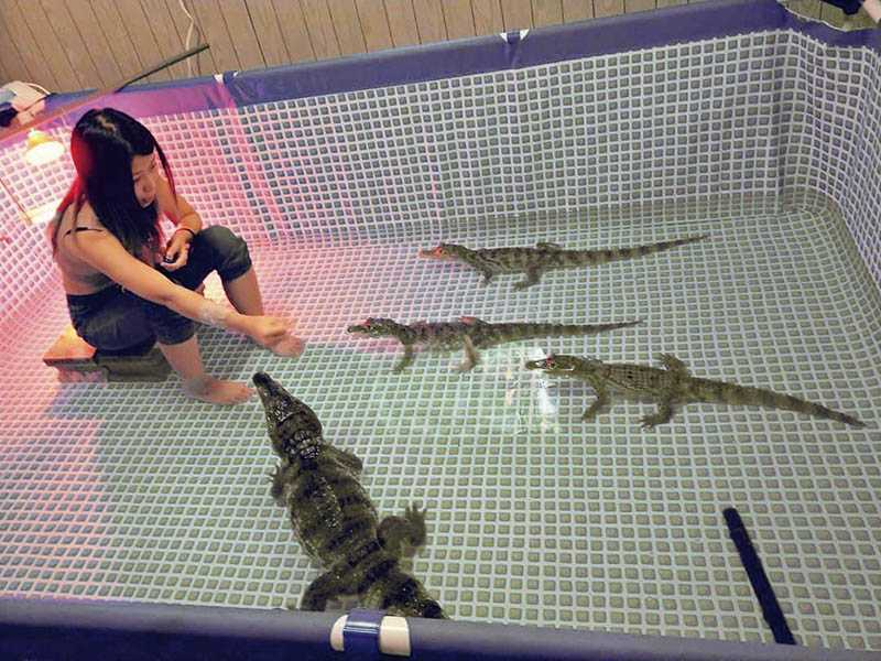 為了容納6隻寶貝鱷魚，沙西米另外租屋飼養牠們。（圖／沙西米提供）