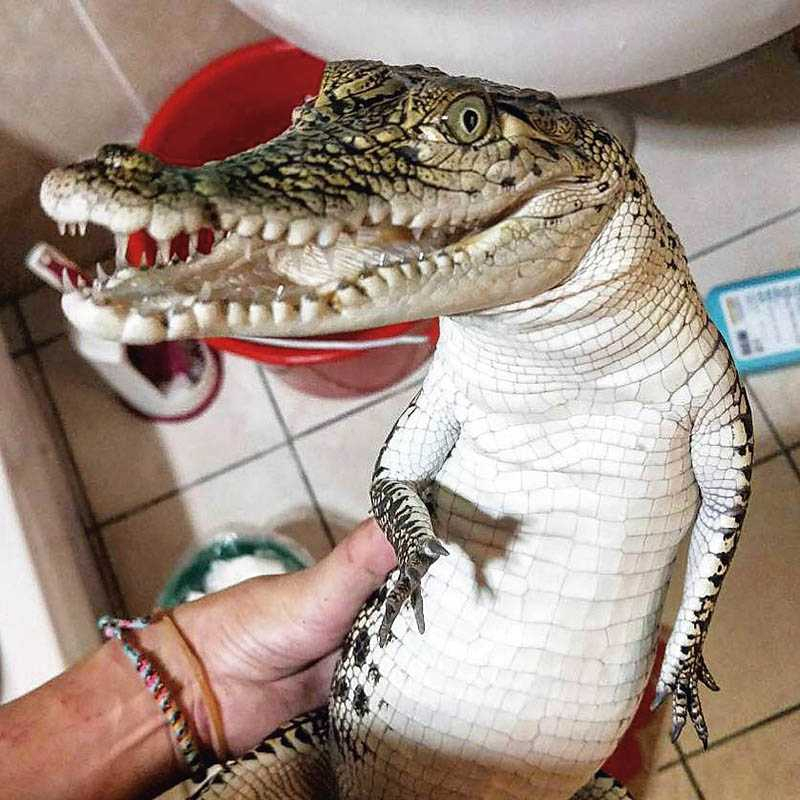 沙西米雖然馴鱷有術，但她非常不建議一般人養鱷魚當寵物，因為需要相當大的耐心，並且得考量經濟能力。（圖／沙西米提供）