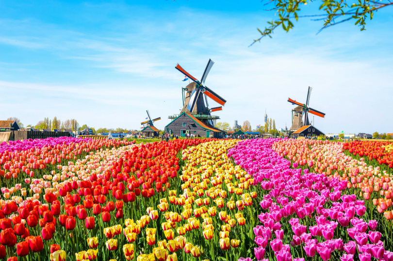 歐洲賞花首推世界最大、每年只開放2個月之荷蘭「庫肯霍夫鬱金香花園」，占地超過32公頃。