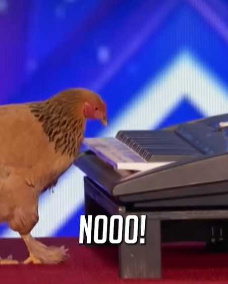 一隻雞在美國達人秀表演彈琴。（圖／翻攝自臉書）