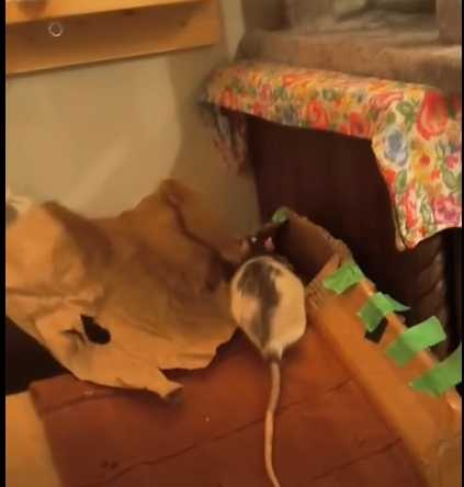 老鼠為了把紙張帶回窩裡，意志相當堅定。（圖／翻攝自臉書）