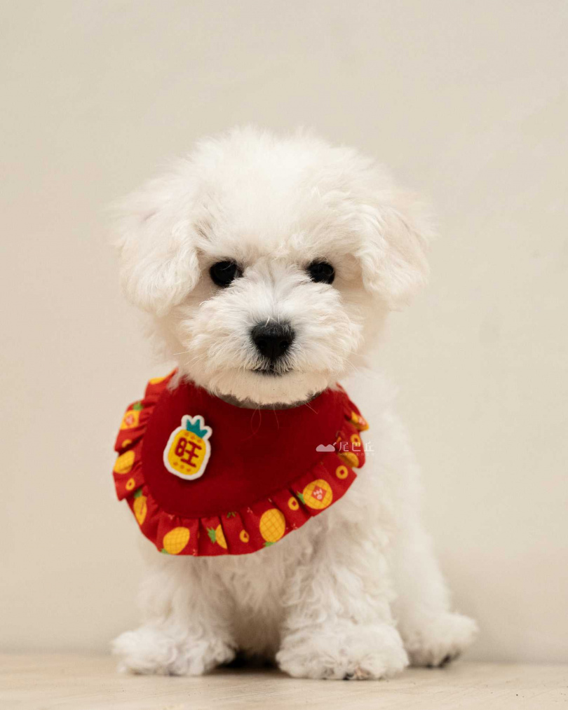 （圖／品牌提供）