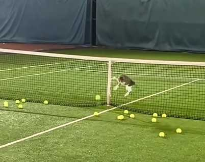 貓咪在網球場上想體驗殺球。(圖/翻攝自臉書)