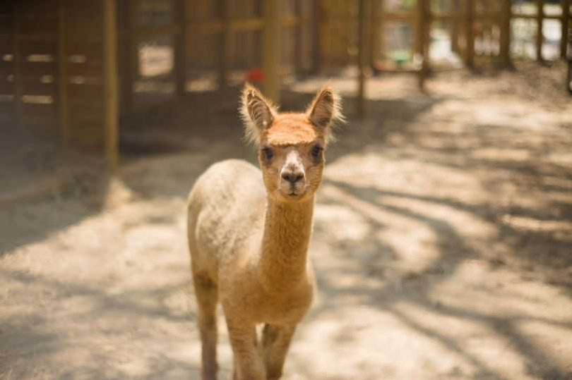 台中后里馬場也增添了羊駝、侏儒羊及水豚等動物，讓園區生態更加多元。（圖／台中市政府提供）