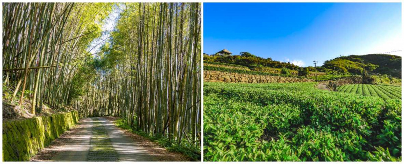 登上二延平觀雲平台沿途的竹林隧道，其高聳的竹林是森系婚紗的絕佳背景。／茶霧之道沿途會經過多個茶園，新人們可以在茶園中央拍攝出被大自然環抱的獨特美景（圖／阿里山英迪格酒店提供）