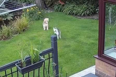 貓咪充當牧羊犬。（圖／翻攝自臉書）