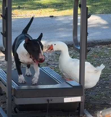 牛頭梗上跑步機。（圖／翻攝自臉書）