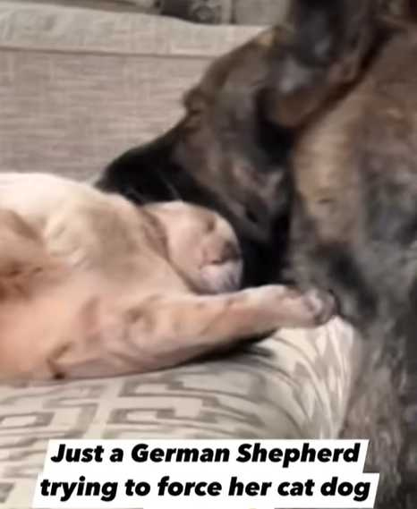 德國牧羊犬含住貓貓的頭。（圖／翻攝自臉書）