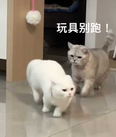 白貓與灰貓的互動。（圖／翻攝自臉書）