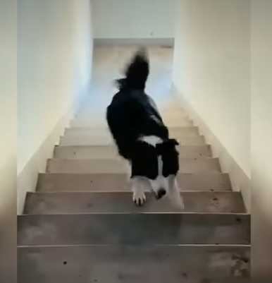 狗狗獨自在樓梯間玩耍。（圖／翻攝自臉書）