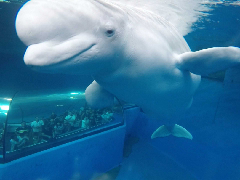 致力於海洋環境教育的屏東海生館，於4/4起至6/23止，針對鯨豚教育推出「遨游鯨之國」限定活動！