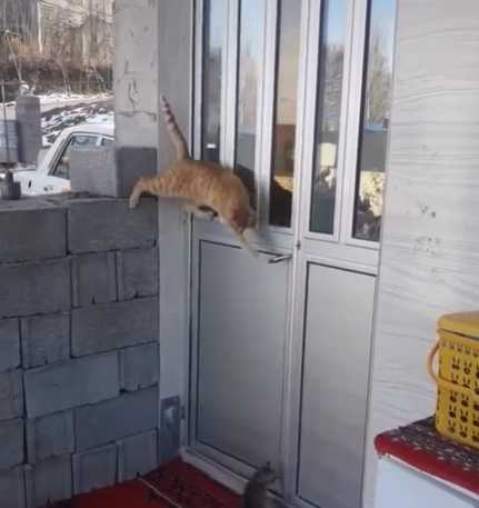 貓咪智取開門進入室內。（圖／翻攝自臉書）