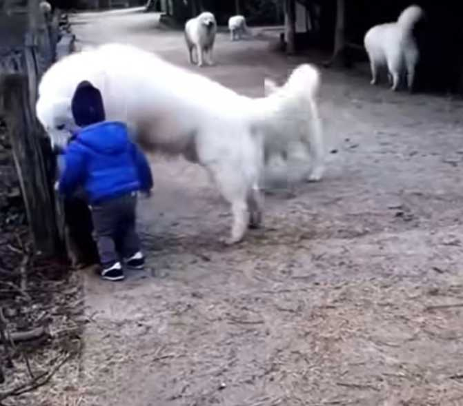 盡責的牧童犬。(圖/翻攝自臉書)