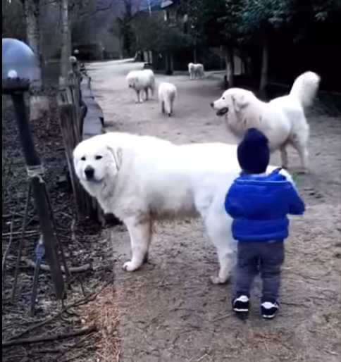 盡責的牧童犬。(圖/翻攝自臉書)