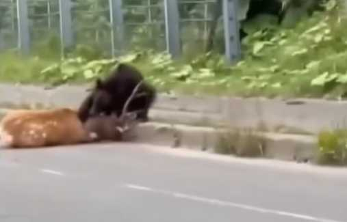 熊在國道當場獵殺活鹿。（圖／翻攝自臉書）