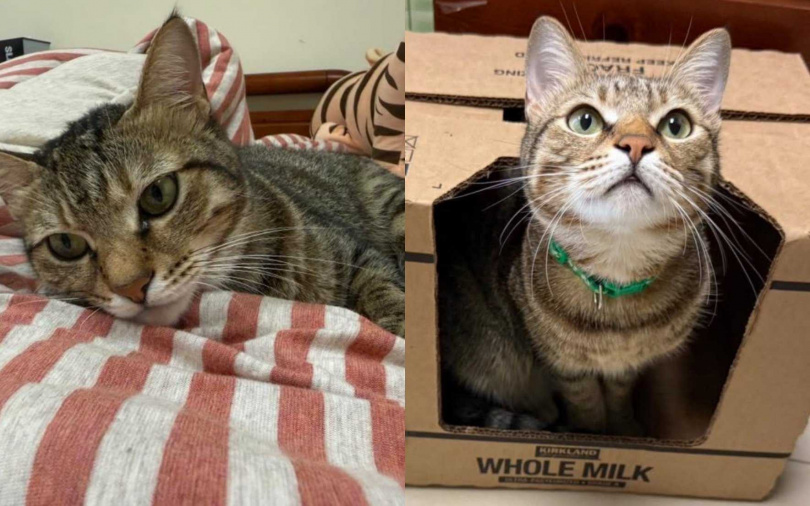 (圖/取自翁子派出所fb)