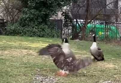 紅尾鵟偷襲鵝失敗。（圖／翻攝自臉書）
