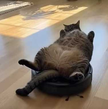 貓咪躺在掃地機器人上。(圖/翻攝自臉書)