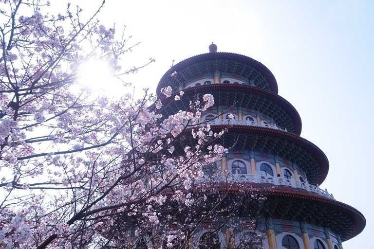 每逢三、四月淡水天元宮櫻花季，吸引滿滿的賞櫻旅客前往朝聖。
